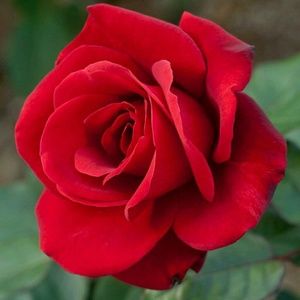 Meet your Posher, Angelica